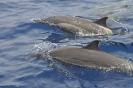 Gli amici delfini