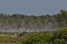 Alberi rinsecchiti e mangrovie