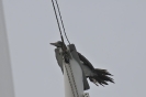 Ospite sull'albero