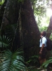 Foresta pluviale alla Dominica