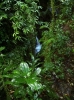 Foresta pluviale alla Dominica