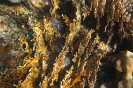Coralli e tridacne