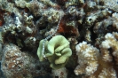 Corythoichthys sp.