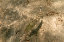 Perchia di sabbia maculata