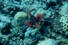 Pesce leone