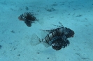 Pterois volitans