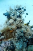 Red Sea Anemone Fish