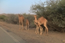 Asmara
