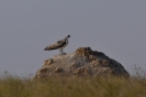 Rapace sull'isola di Shumma 