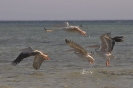 Shumma volo convulso di pellicani