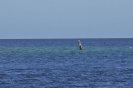 Segnalazione sul reef