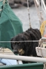 Cagnolini a bordo
