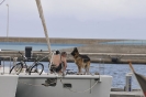 Lupo di mare