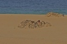 Nidisti in tana
