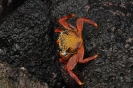 Granchio Rosso