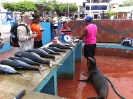 Mercato del pesce