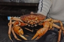 Granchio Reale