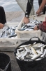 Sardine
