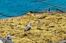 Koufonisia