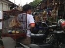 Bird market