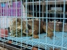 Bird market