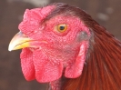 Gallo da combattimento