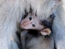 Monkey nella Monkey forest