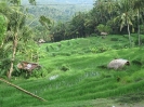 Risaie
