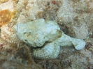 Falso pesce pietra