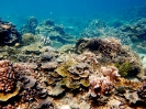 Fondali dell'house reef