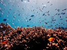 Fondali nell'house reef