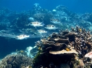 Fondali nell'house reef