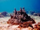 Fondali nell'house reef
