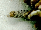 Murena
