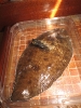 Sogliola per cena