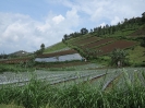 Coltivazioni sul Gunung Lawu