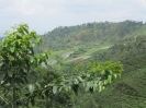Coltivazioni sul Gunung Lawu