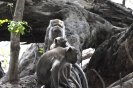 Macachi