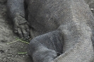 Pelle e zampa del drago di Komodo