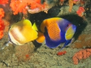 Tavolozza di colori
