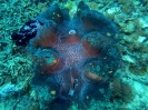 Tridacna gigante