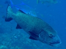 Cernia