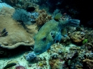 Pesce palla