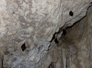 Piccoli pipistrelli