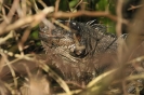 Iguana femmina