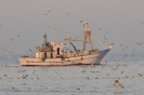 Buona pesca
