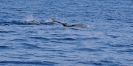 Gli amici delfini