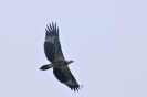 Aquila 
