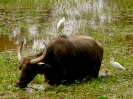 Bufalo e uccello