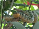 Snake Temple